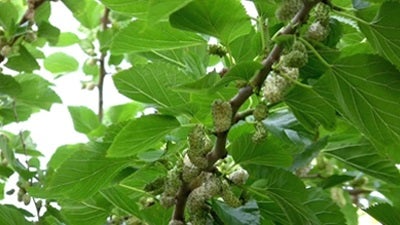 Gambar 1 Ekstrak Daun Mulberi (MLE) atau Morus alba L