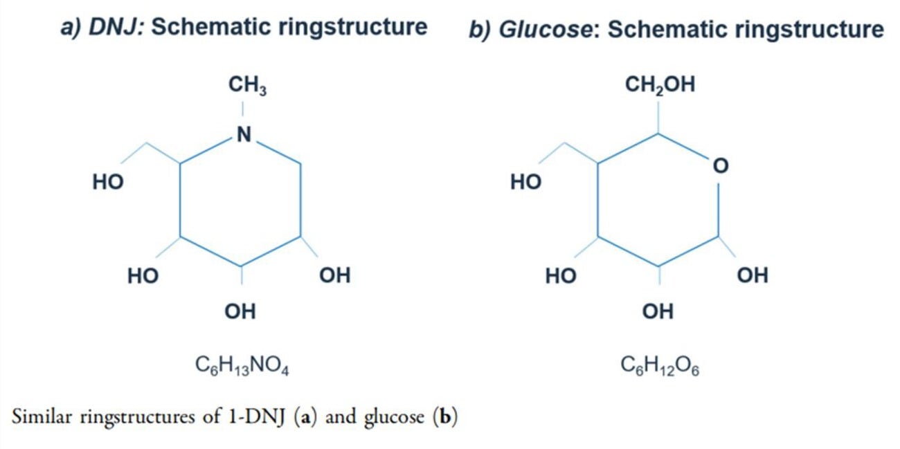 Gambar 2 Analog gula MLE 1-DNJ