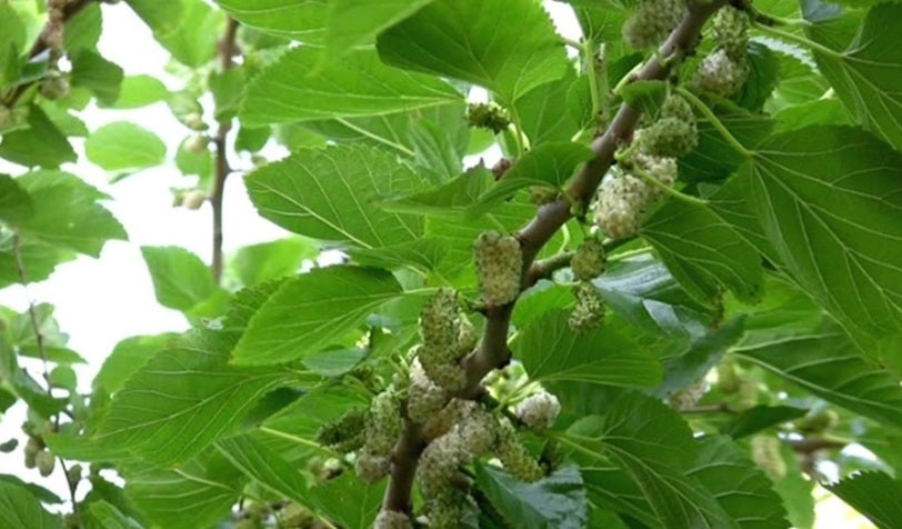 The Benefits of Mulberry Leaf for Diabetes Management