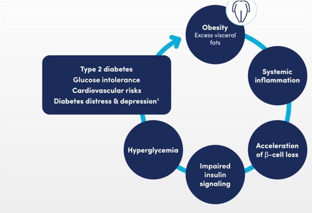 Figure 2 The critical role of obesity in the pathogenesis of T2D