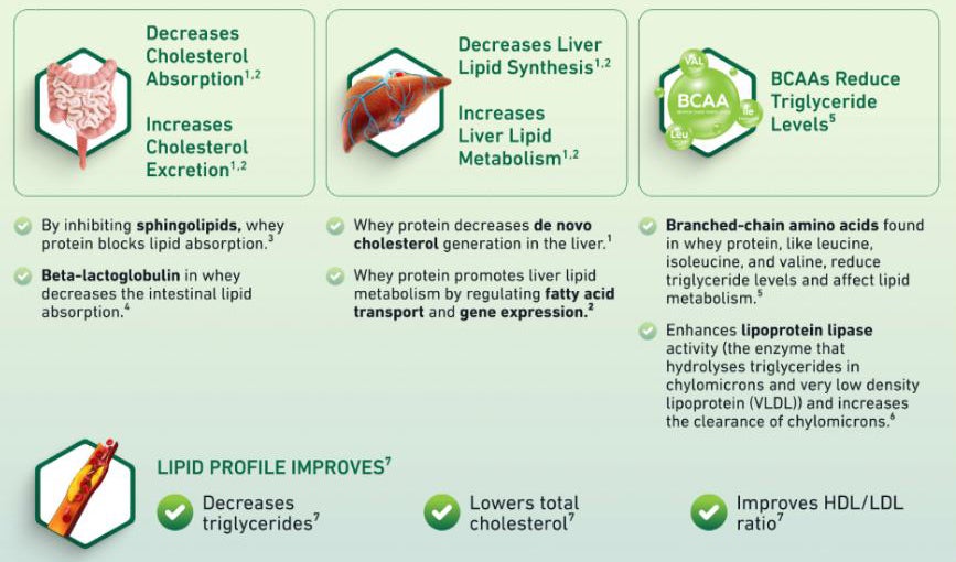 Figure 3 Whey Protein Mechanism of Action Improves Blood Lipid Profile