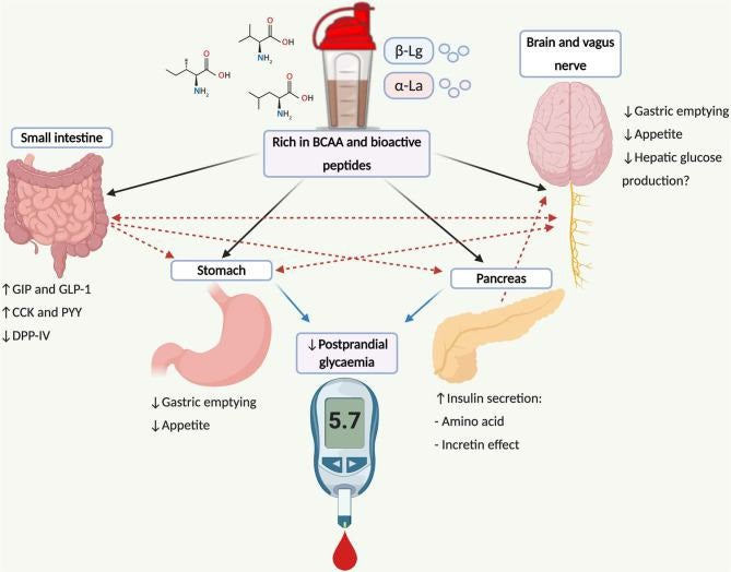 Gambar 1 Bagaimana protein whey dapat mengurangi lonjakan gula darah sesudah makan?
