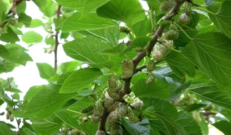 The Benefits of Mulberry Leaf for Diabetes Management